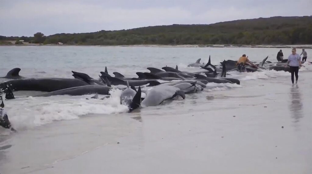 Rescuers lift stranded pilot whales on sheets at Ruakākā Beach in New Zealand.